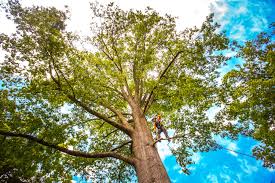 Best Firewood Processing and Delivery  in South Valley, NM