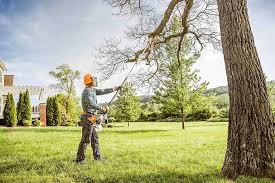 Best Tree Risk Assessment  in South Valley, NM