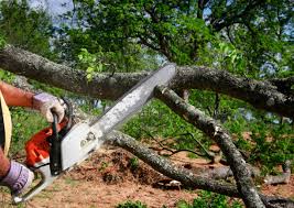Best Organic Lawn Care Solutions  in South Valley, NM