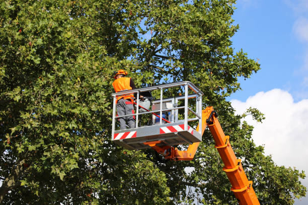 Best Leaf Removal  in South Valley, NM