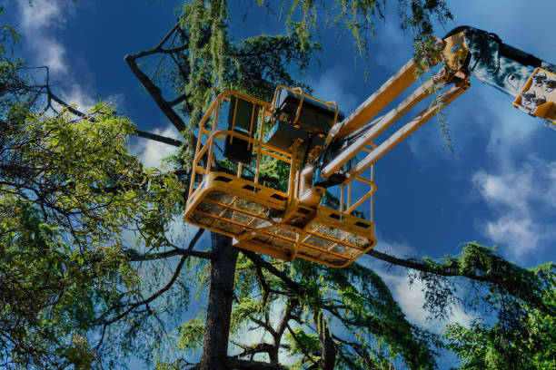 Best Tree Trimming and Pruning  in South Valley, NM