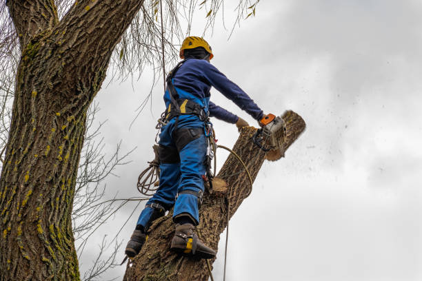 Best Tree Maintenance Programs  in South Valley, NM