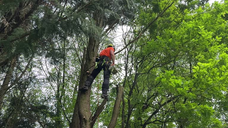 Best Tree Disease Treatment  in South Valley, NM