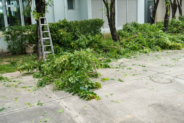 Best Tree Cabling and Bracing  in South Valley, NM