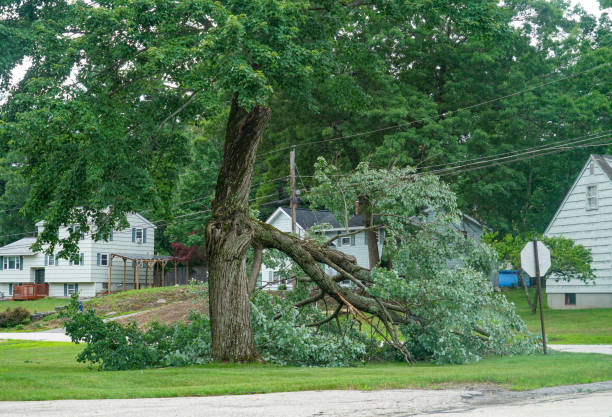 Best Tree and Shrub Care  in South Valley, NM
