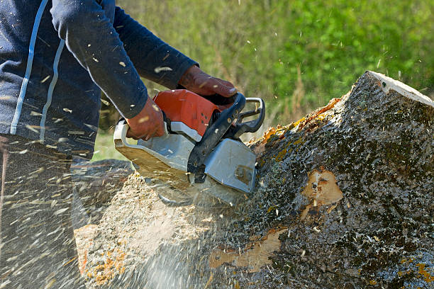 Best Root Management and Removal  in South Valley, NM
