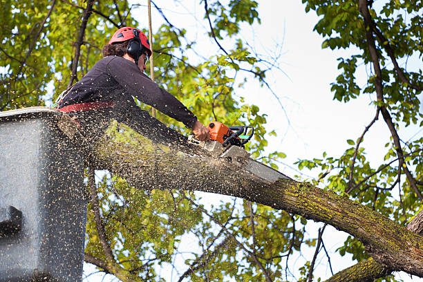 Best Lawn Maintenance Plans  in South Valley, NM
